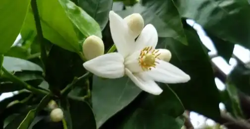 How is Bitter Orange Flower Extract used in perfume?